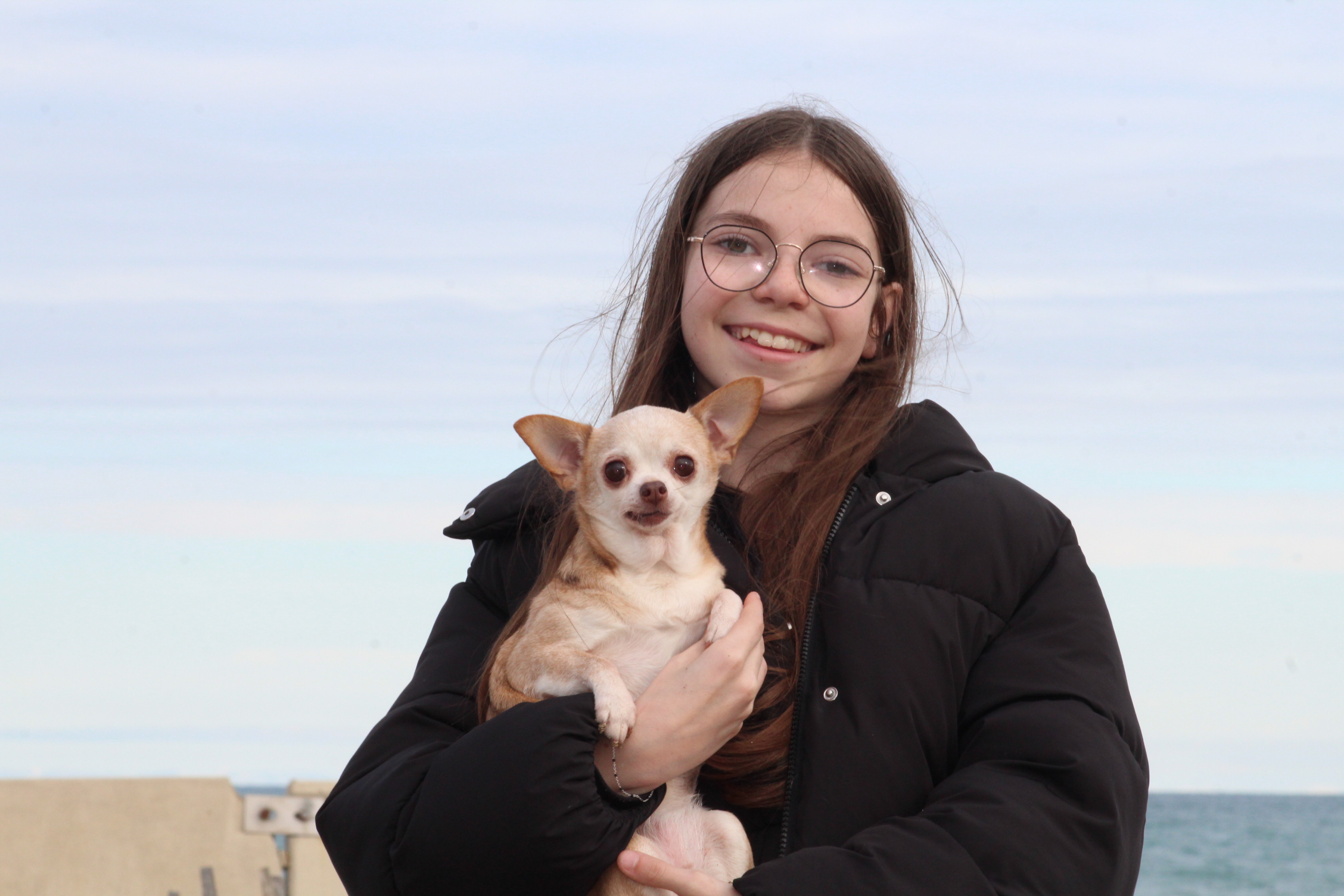 Tableau personnalisé en dés d'un chien Chihuahua